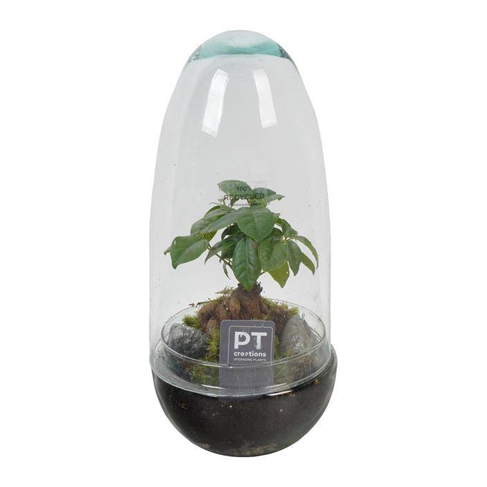 <h4>arr. Kamerplanten groen</h4>