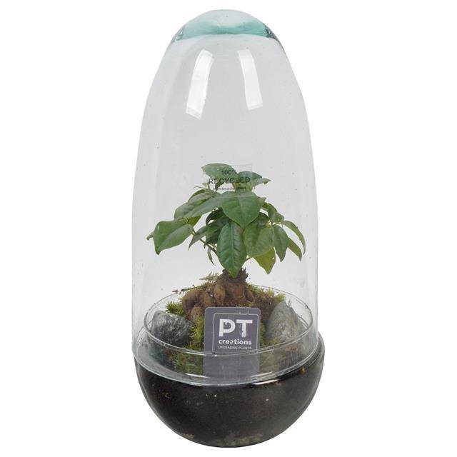 arr. Kamerplanten groen