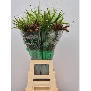 Setaria Mix In Bucket komt Goed