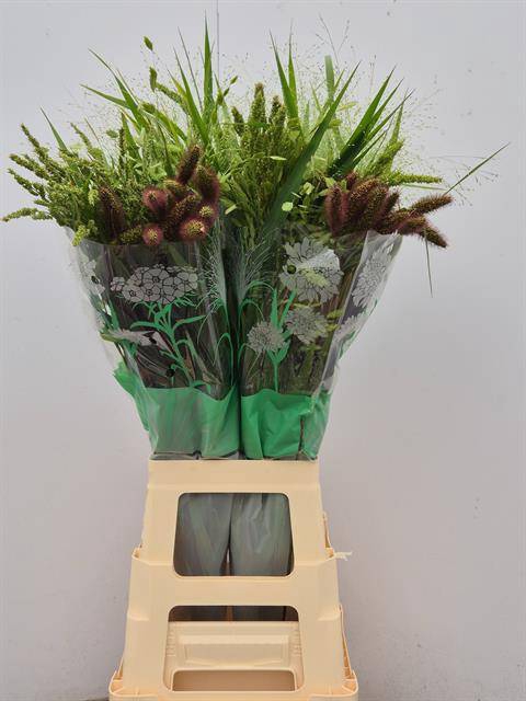 <h4>Setaria Mix In Bucket komt Goed</h4>