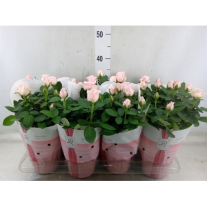 Rosa  'Amorosa Infinity Soft Pink'