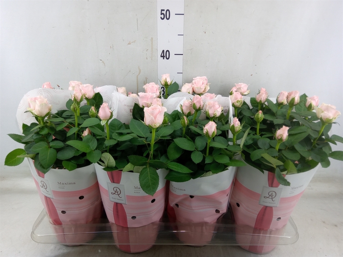 <h4>Rosa  'Amorosa Infinity Soft Pink'</h4>