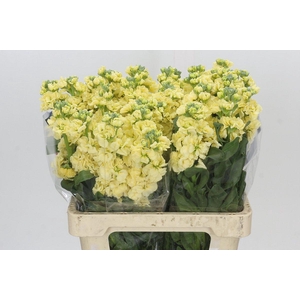 Matthiola Iron Yellow