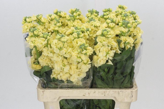 <h4>Matthiola Iron Yellow</h4>