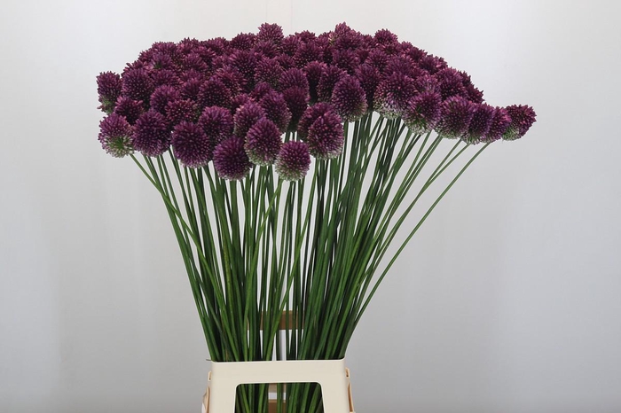 <h4>Allium Sphaerocephalon</h4>