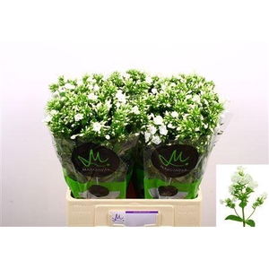 PHLOX P ICECAP