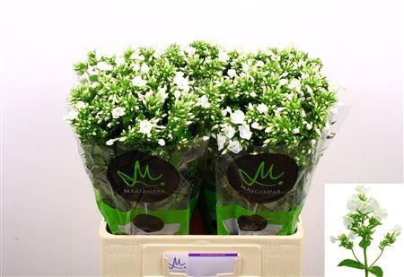 <h4>PHLOX P ICECAP</h4>