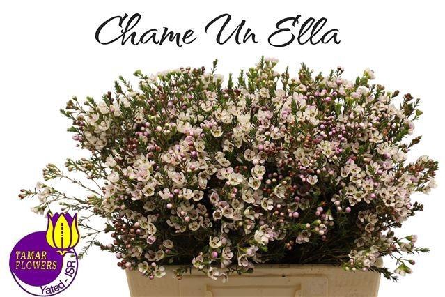 <h4>CHAME UN ELLA</h4>