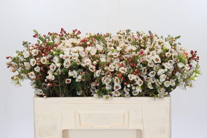 <h4>Chamelaucium Moonlight Delight</h4>