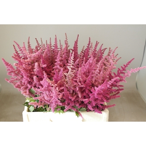 Astilbe Loud N Proud Rutgrink