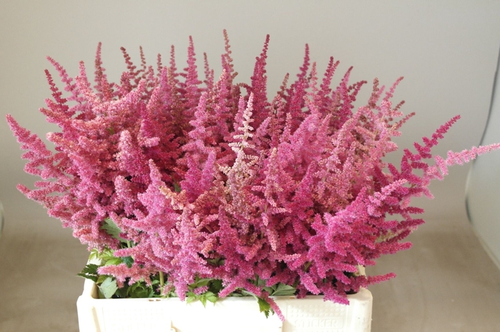 <h4>Astilbe Loud N Proud Rutgrink</h4>