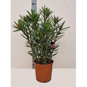 NERI OLEANDER
