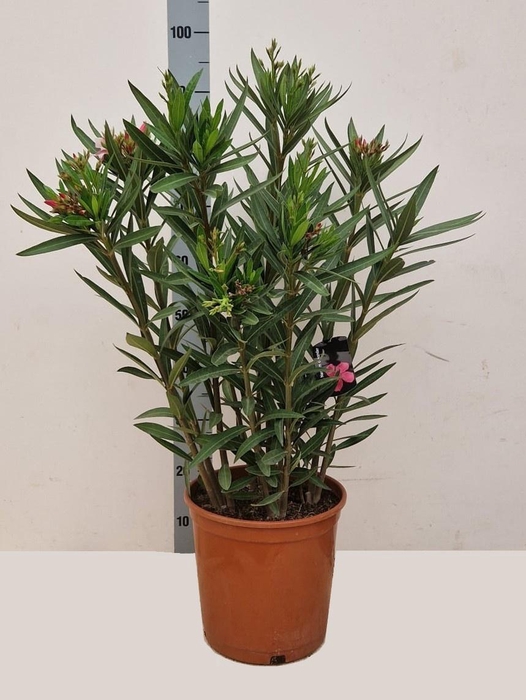 <h4>NERI OLEANDER</h4>