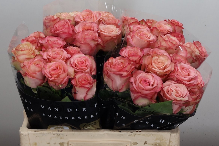 <h4>R Gr Aprikola</h4>