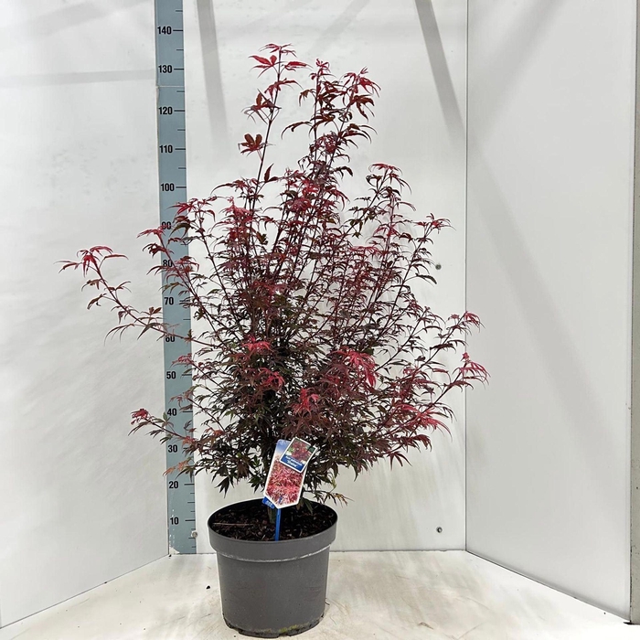 <h4>Acer palmatum Shaina</h4>