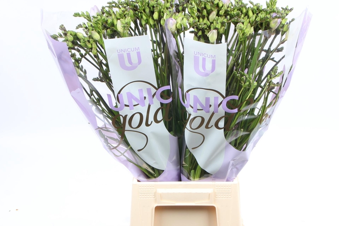 <h4>UG Barendse - Nice</h4>