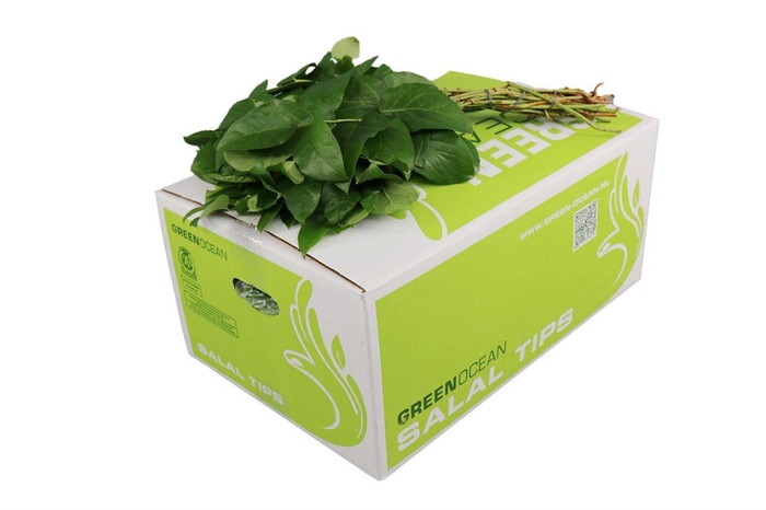 <h4>Salal Tip</h4>