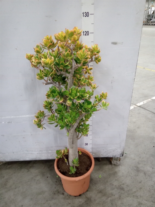 <h4>Crassula ovata 'Sunset'</h4>