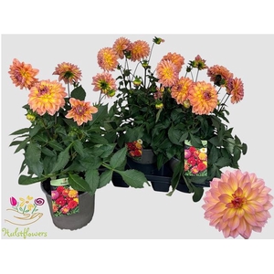DAHL GARDEN PEACH
