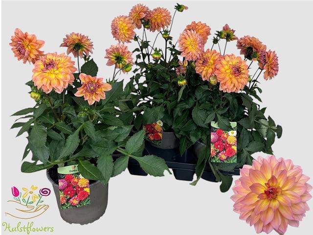 <h4>DAHL GARDEN PEACH</h4>