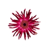 GERBERA PASTINI SOIREE < 050 CM < 10 CM DIAM