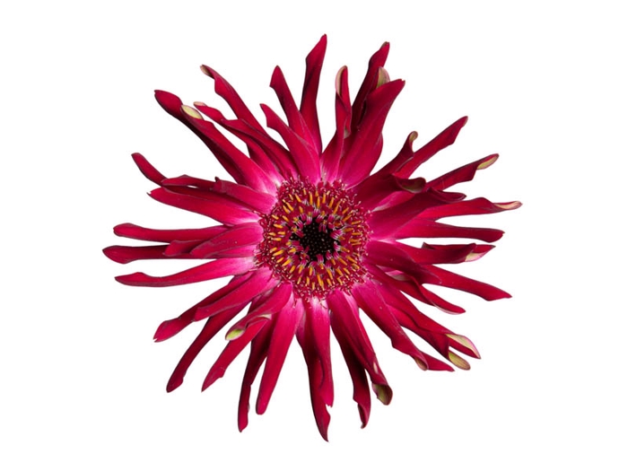 GERBERA PASTINI SOIREE < 050 CM < 10 CM DIAM