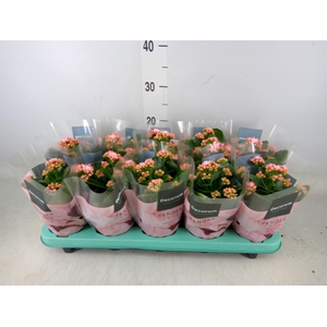 Kalanchoe blos. 'Serenity Softpink'