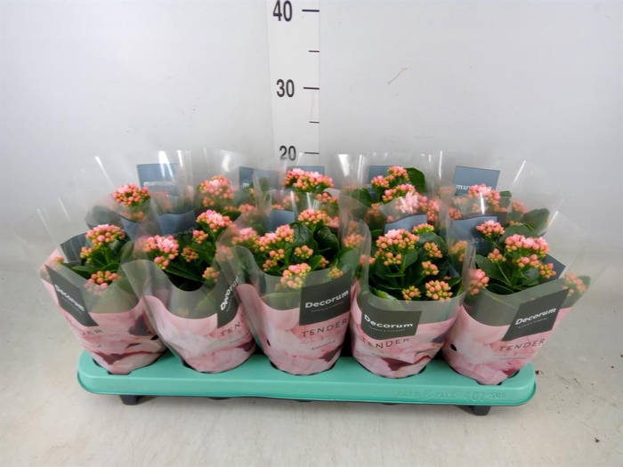 <h4>Kalanchoe blos. 'Serenity Softpink'</h4>