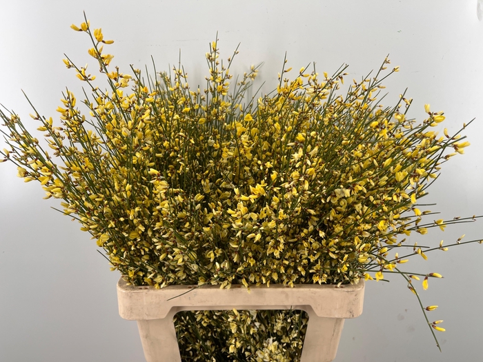 <h4>GEN OV GEEL BS</h4>