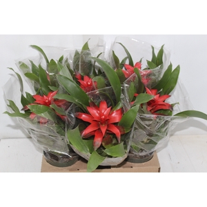 GUZMANIA VERMELHA P12