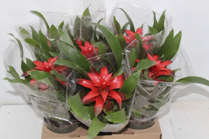 <h4>GUZMANIA VERMELHA P12</h4>
