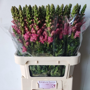 Antirrhinum Avignon Dark Rose