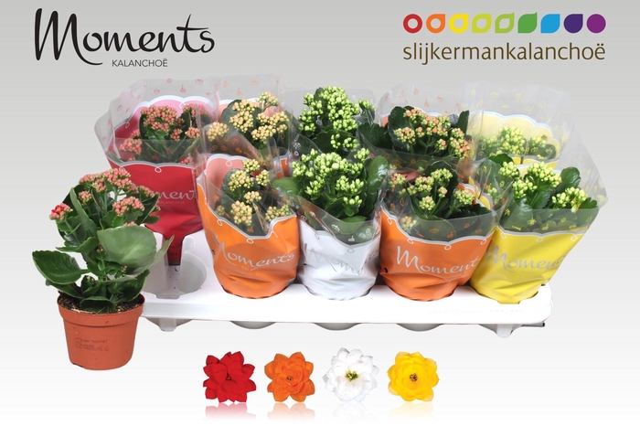 <h4>KAL GE GEM 4 KL</h4>