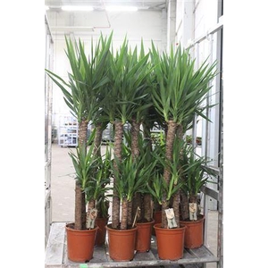 Yucca 90-45-20 Cm