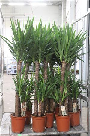 <h4>Yucca 90-45-20 Cm</h4>
