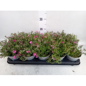 Phlox douglasii 'Pink Admiral'