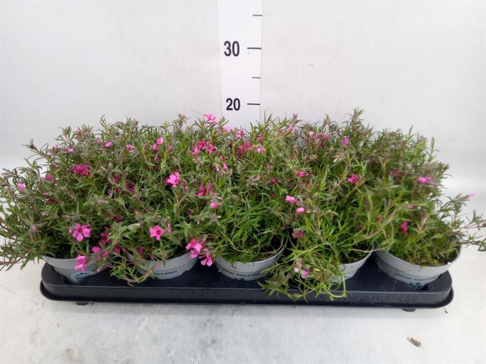 <h4>Phlox douglasii 'Pink Admiral'</h4>