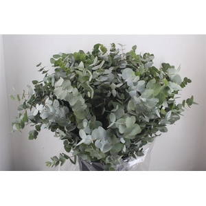 Euca Cinerea 400gr P Bunch