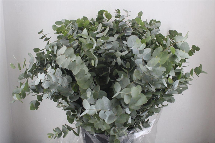 <h4>Euca Cinerea 400gr P Bunch</h4>