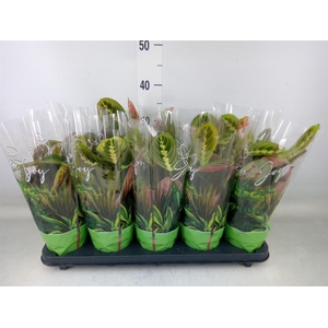 Maranta leuc. 'Fascinator'