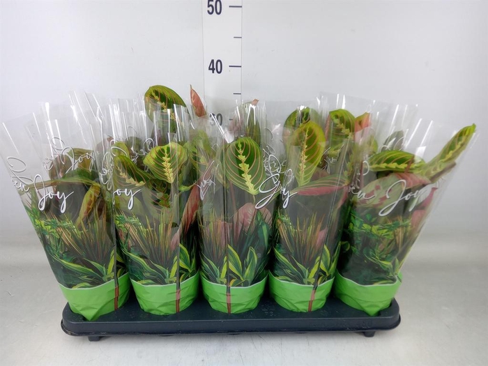 <h4>Maranta leuc. 'Fascinator'</h4>