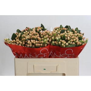 Hypericum Mellow Romance