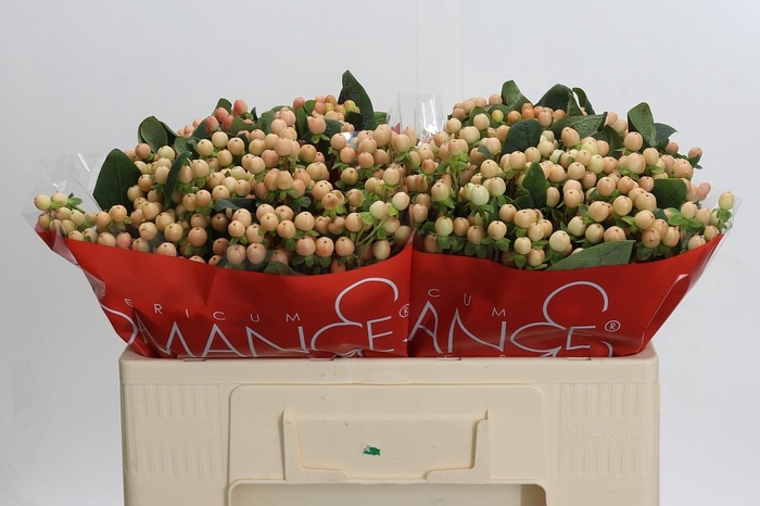 Hypericum Mellow Romance