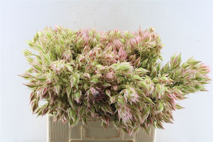 <h4>Blushing Brides Pink 10+</h4>