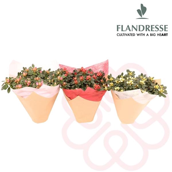 <h4>Azalea Flandresse® hoes ton-sur-ton</h4>
