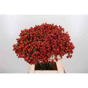 Rosa Mandarin Hiphop