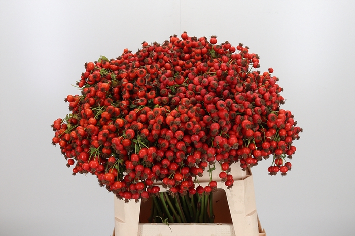 <h4>Rosa Mandarin Hiphop</h4>