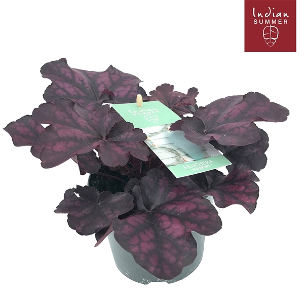 <h4>Heuchera 'Indian Summer' Purple</h4>