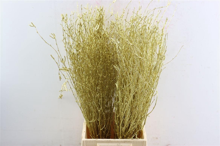 <h4>Berk 70cm Gl Goud Pbs</h4>