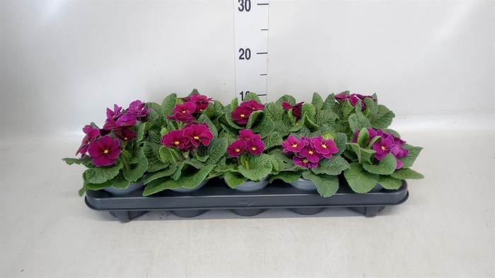 <h4>Primula ac.   ...</h4>